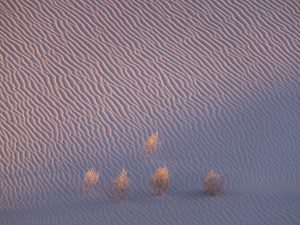 Form Builder_Popup Builder